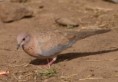 /album/photogallery/laughing-dove-tendaba-jpg/